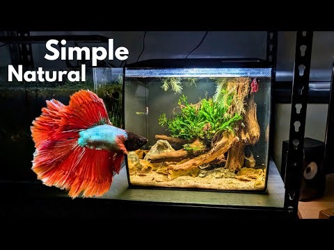 Setting up the PERFECT betta tank : A step by step guide
