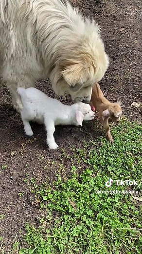 Great Pyrenees: The Perfect Livestock Guardian Dog