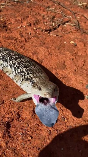 Exploring the Fascinating Blue-Tongue Lizard in Australia