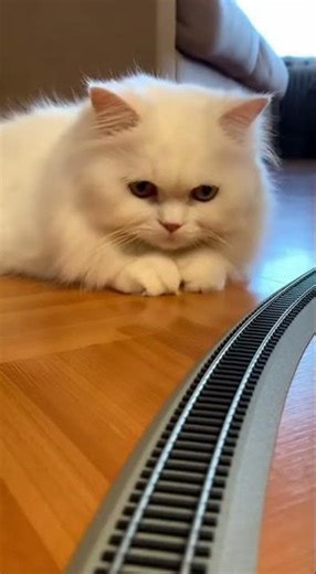 Cat & tiny train! 😼🚂 #cat #aivideo