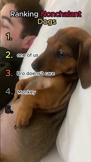 Ranking Nonchalant Dogs 🐕🐾
