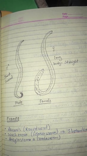 animal kingdom important diagram 🙊