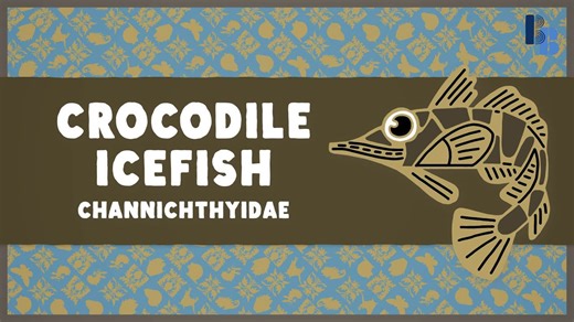 The bizarre beast with clear blood