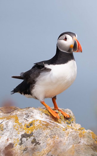 Atlantic puffin UK: Where to see puffins at sea
