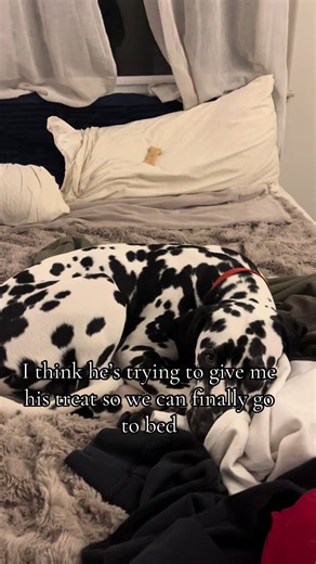 Is This Bribery or Rage Bait in Dogs?