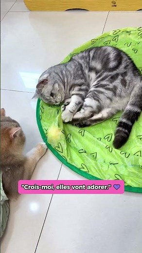 Mes chats adorent ce jouet ! 😺