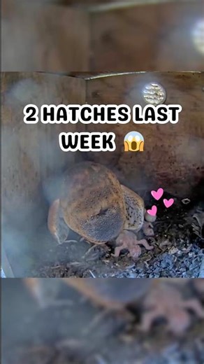 They’re so cute 😭🥺 #owlets #barnowlbabies