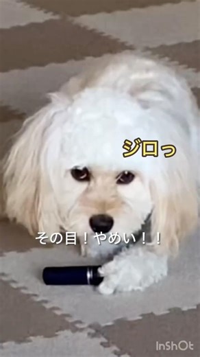 窃盗常習犬との心理戦 #shorts #コッカプー #cockapoo #minicockapoo #わんこのいる暮らし #cleverdog #一歳1ヶ月 #dogshorts #japan