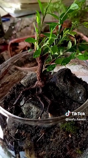 Makings a unclosed Terrarium with Small Tree #foryou #foryoupage #srilankatiktok🇱🇰 #srilankan_tik_tok🇱🇰 #terrarium #srilanka #leafyheaven #terrariummaking #fypシ #viralvideo