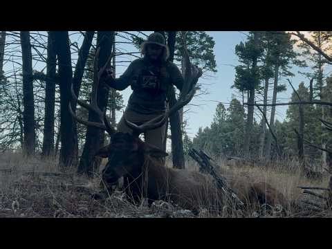 My First Bull Elk With a Bow... and He's a Giant