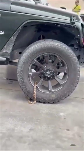 Aldine Mail Route near 59A Hood News Peep wanted to warn folks that a snake