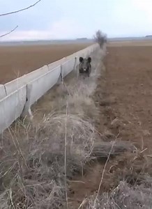 Algo Random on Reels