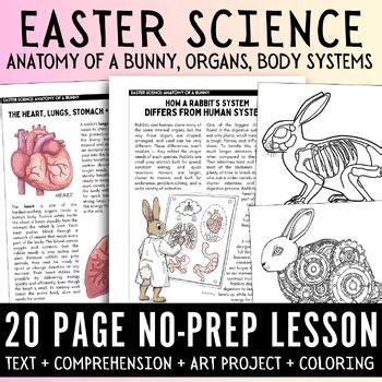 Easter Science lesson: Rabbit Anatomy & Human Comparison, worksheets, coloring