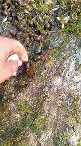 তুরাগ নদীর চিংড়ি মাছ ধরা #vairal2024シ #reelsviralシfbreels #reelsviralシ #challenge #Amazing #funny | A Music Drama | Facebook