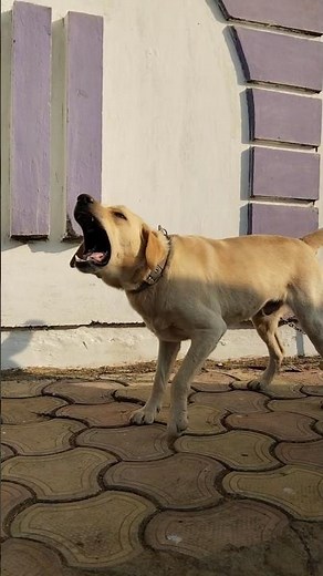Cute labrador barking 🐕 💜 🫣 # pets and animals # dog lover # shorts # youtube # barking sound #