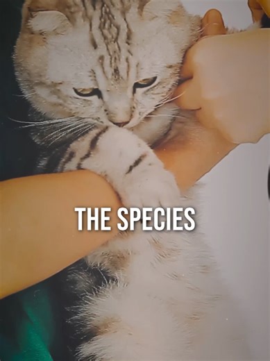 Peter Singer says animals deserve equal moral consideration based on their ability to suffer. Carl Cohen says rights require moral agency. If animals can’t understand morality, can they *have* rights? What do you think? #AnimalRights #Philosophy #Ethics #CriticalThinking