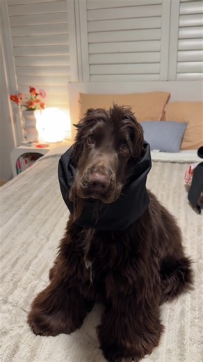 DIY Snood for Your Cocker Spaniel