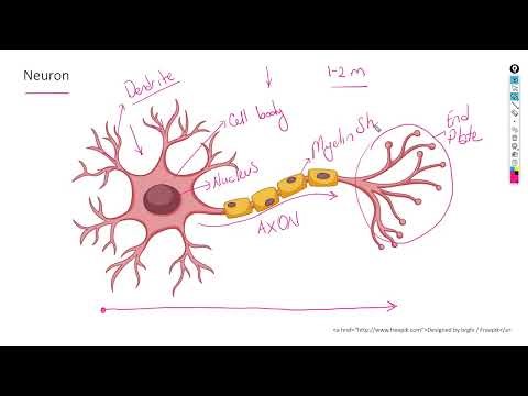 Human nervous grade 12