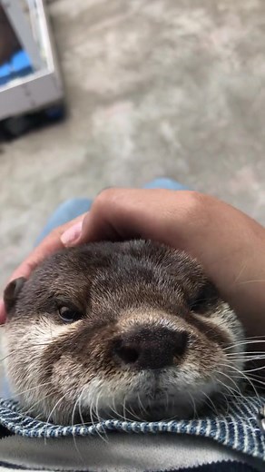 Cute Otter Sounds for Pet Lovers | Day 395 #OtterTok