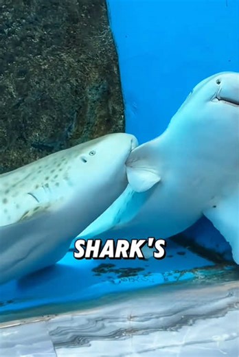 Leopard sharks #fyp #tiktok #animals #cute #viral | Leopard Shark