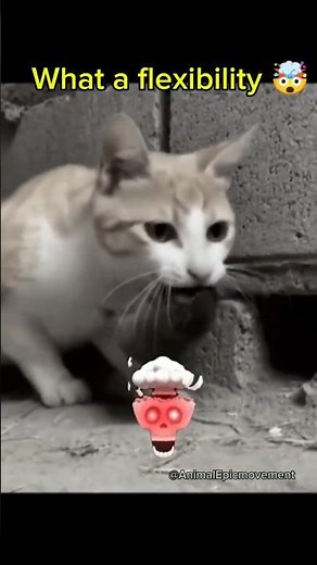 Cat 🐈 vs Mouse 🐭 Speed Battle | Cat Catches Mouse in Seconds! | Funny Troll Face Edit
