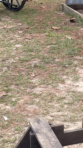 227K views · 2.1K reactions | This what your neighbors dogs do when left to Rome the neighborhood unattended, probably unfed | Josh Sanford | Facebook