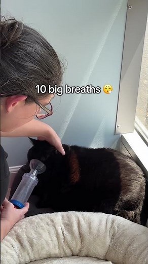 Ever seen a cat with an inhaler before? Liz gave an excellent demonstration on how quick and easy it