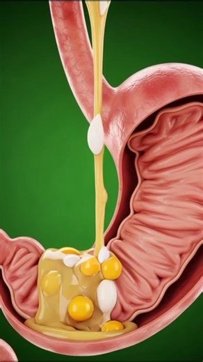 What Happens When You Eat Eggs? | Parasites Inside! | 3D Educational Animation