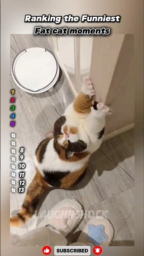 Ranking the Funniest Fat Cat Moments – Top 13 😸
