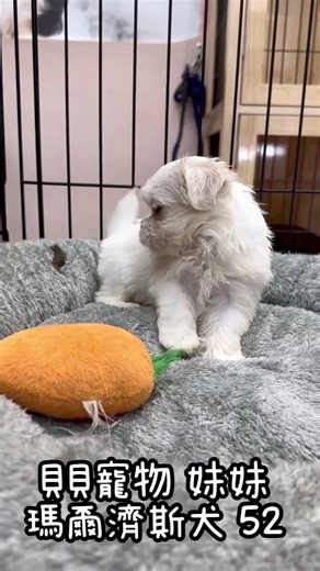 貝貝寵物專業犬舍-小型 瑪爾濟斯 52號