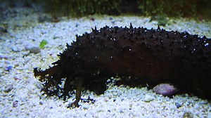 Holothuria in the marine aquarium, tentacles collects food on the sand