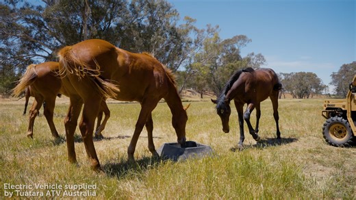At Feedtech Feeding Systems, we're bringing innovation to horse feeding with our latest unit! Designed with precision, safety, and efficiency in mind: ✅ Precise feed amounts delivered with the push of a button ✅ Preset categories and amounts for seamless operation ✅ Three models available — augers feed straight to your bin with instant discharge 💡 Save hundreds—if not thousands—of hours in labor costs. 💡 No wastage, no manual lifting, and zero hassle. Elevate your feeding process with technolo
