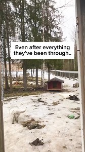 388K views · 27K reactions | Nuppenen, Viima and Lumi were all rescued from fur farms. 梁❤️‍啕 Now they get to live the life they deserve with Eläinsuojelukeskus Tuulispää, free to play and be happy. 殺  esk_tuulispaa (IG) #fox #furfree #fur #rescueanimal #animalsanctuary | Vegan FTA | Facebook