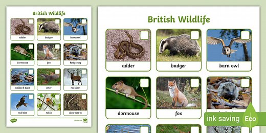 British Wildlife Identification Sheet