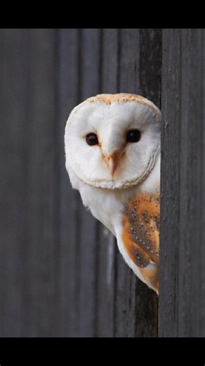 This owl doesn’t hoot. It hunts in absolute silence. Barn owls have special feathers that muffle their flight, and ears built for 3D sound tracking—so they can find prey in pitch black. Who needs night vision when you’ve got supernatural hearing? 🦉 #owls #natgeoyourshotourhome #barnowl #sonyphotographer #sonyalpha #earthcapture #adobeuk #madewithlightroom #birdwatching #conservation | Discvr Blog