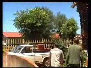 Boere pulls down palm tree