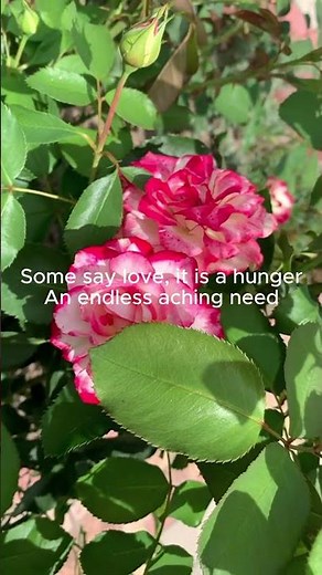 Bette Midler The Rose