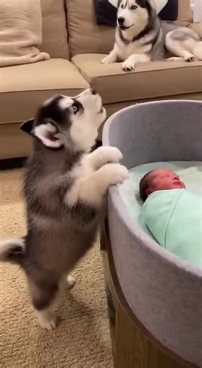 Adorable Husky Puppy and Baby Best Friends
