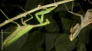Two mantises met on the same branch and fighting. Fight of Praying Mantises. Mantis attack. Close up, 4K-60fps