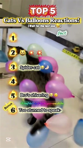 🌟! Ranking Cats Vs Balloons Funny Moments! 🤣🤌🏻