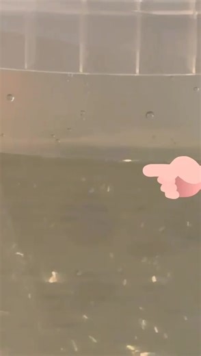 Teil zwei, Maik Krause vom Diskuskeller.de hat in Zusammenarbeit ein tolles Erklärvideo erstellt, das eine gute Anleitung zum Discusprotector ist. Part two, Maik Krause from Diskuskeller has collaborated to create a great explanatory video that is a good guide to the Discusprotector. www.discusfood.com #diskus #discus #discos #discusfarm #discusfish #discusindonesia #discusofinstagram #discusfood | Udo Thraen