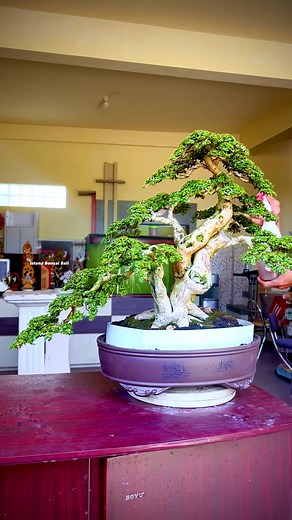 5.3K views · 183 reactions | Inspirasi Bonsai Indonesia | Agung Tresna Pc | Facebook