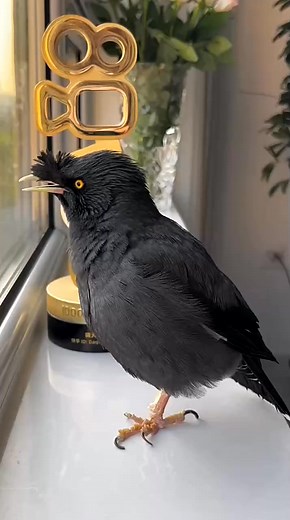 WOW! Birds talking 🐦✨ #birding #birdssotalented #love #birds #birdwatching #會說話的鳥 #pet #breakbird #birdsarefine #talkingbird #animal #commonhillmyna #birdsbecometheessence #birdsofinstagram | Daily Birds