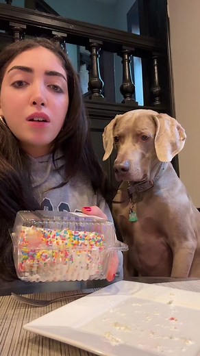 Does he have a sweet tooth? #dogs #cake #dogsoftiktok #cutedog #dogsofttiktok #puppy #fyp #food #cake #foodie #foryoupage #doglover #puppylove