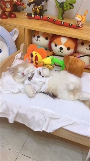 4 Ways To Wake Up A Sleeping Kitten The Last One Works #cat #kitten #cute