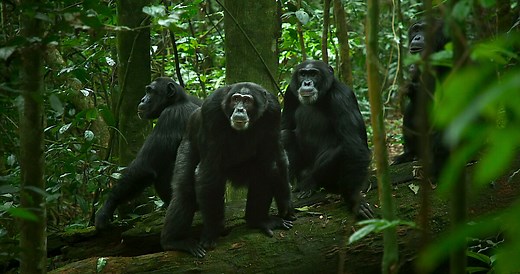 Meet the Power-Hungry Primates Duking It Out for Alpha Status in ‘Chimp Empire’