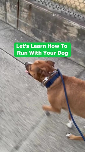 Pet Supplies Plus on TikTok