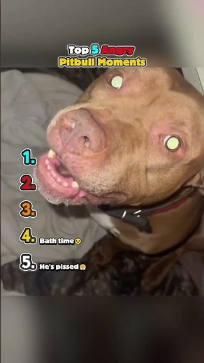 CHECK Top 5 Angry Pitbull Moments #angrydog #pitbull