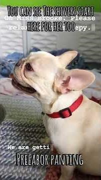 Is my Frenchie in Labor? What Does A French Bulldog In Labor Look & Sound Like? Stages Of Dog Labor