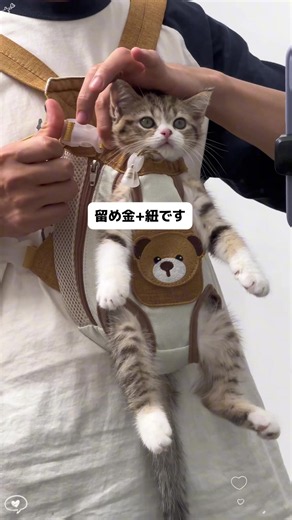 猫バッグのおすすめ｜休日の猫散歩に便利なキャリーバッグ選び